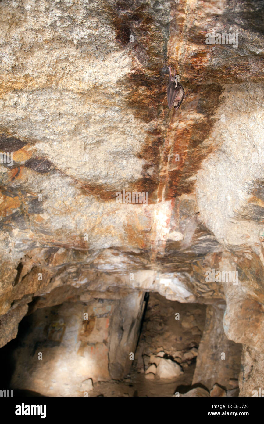 Greater Horseshoe Bat; Rhinolophus ferrumequinum; roosting; cave; Cornwall; UK Stock Photo