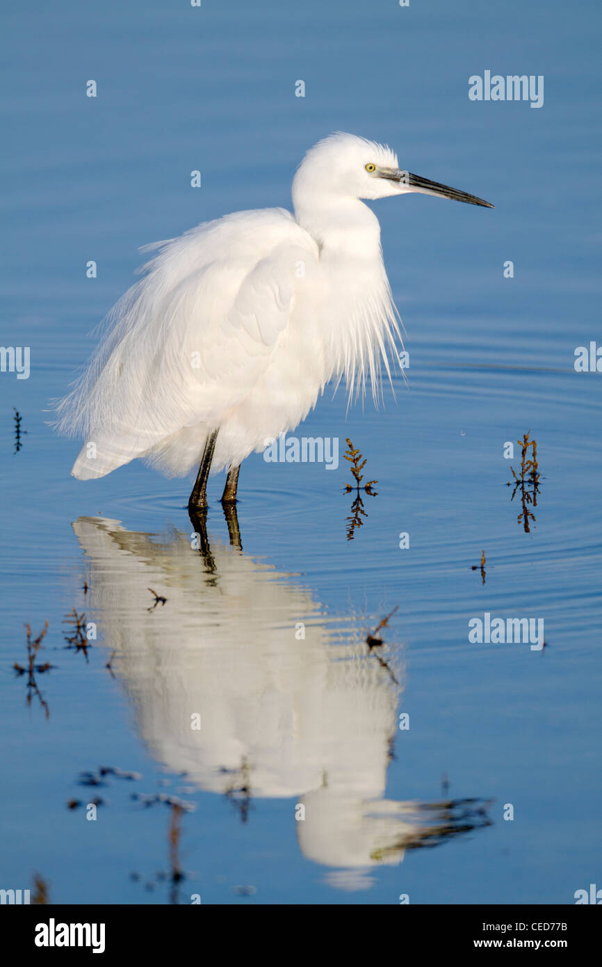 Little Egret; Egretta garzetta; Hayle estuary; Cornwall; UK Stock Photo
