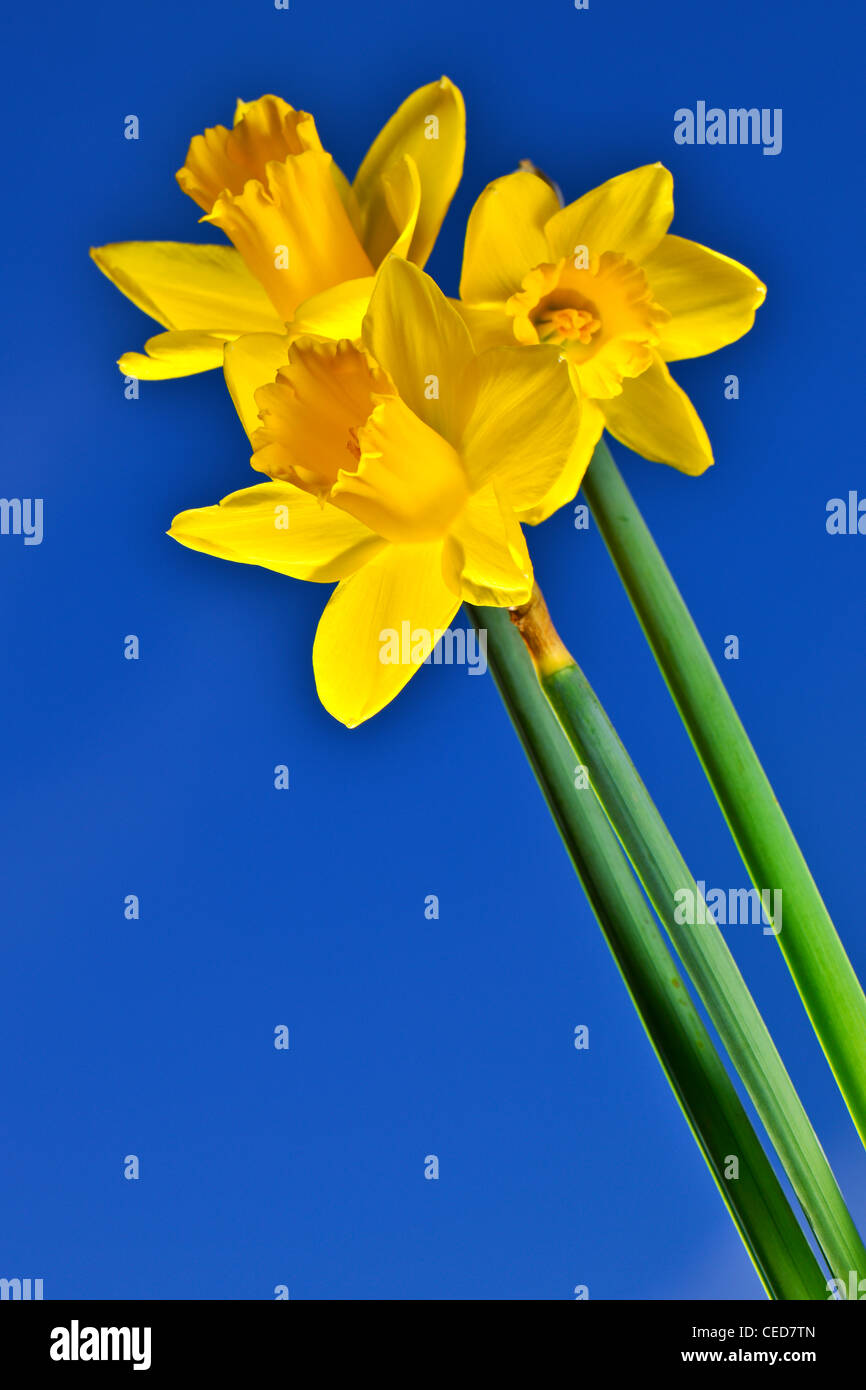Daffodils in English Spring Sunshine Stock Photo