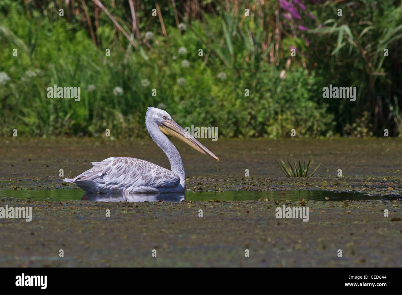 Dalmatian Pelican (Pelecanus crispus) Stock Photo