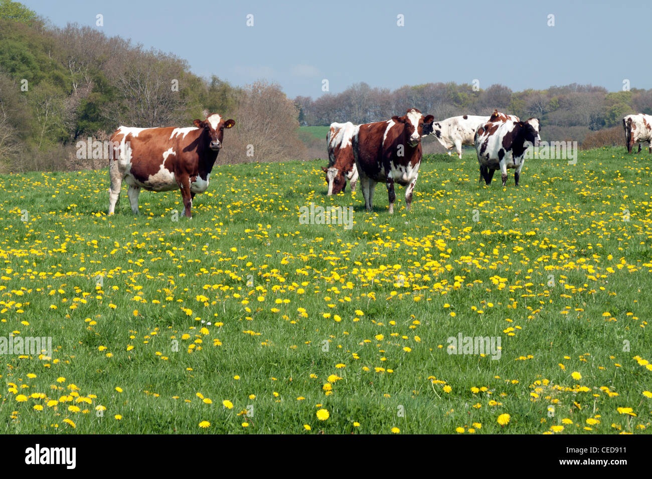 Ayrshire cattle in a meadow filled with dandelions near Fovant in Wiltshire. Stock Photo