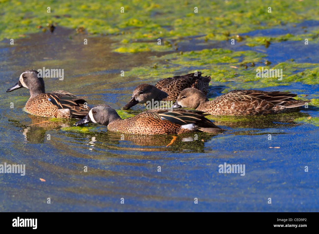 Blue-winged teal, Anas discors, foraging at Brazos Bend State Park. Two males and two females overwintering in Texas. Stock Photo