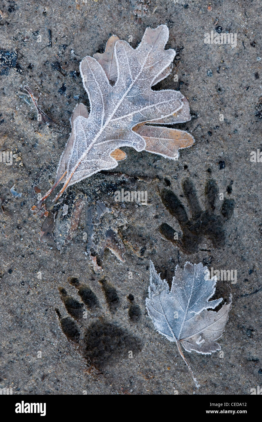 Raccoon Procyon lotor tracks frozen in mud, and frost covered leaves Eastern North America, by Skip Moody/Dembinsky Photo Assoc Stock Photo