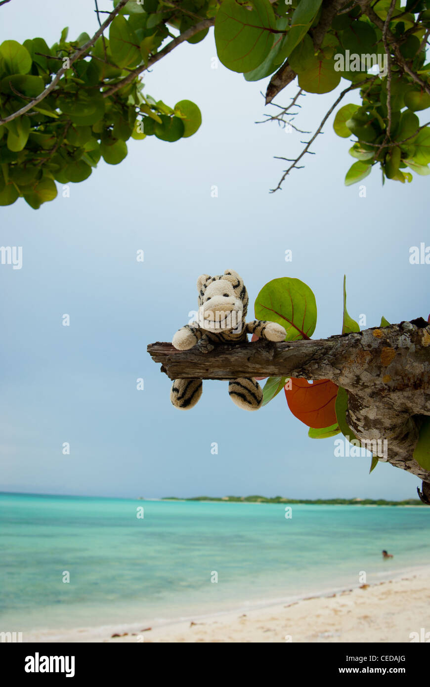 Soft toy tiger on a tree with Playa del Flamenco in the background  , Island of Cayo Coco, Ciego de Avila province, Cuba Stock Photo