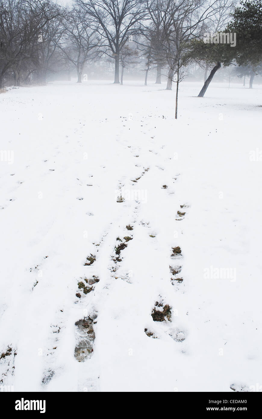snow,print,footpath,footprint,winter,park,mist,fog,tree,nature, Stock Photo