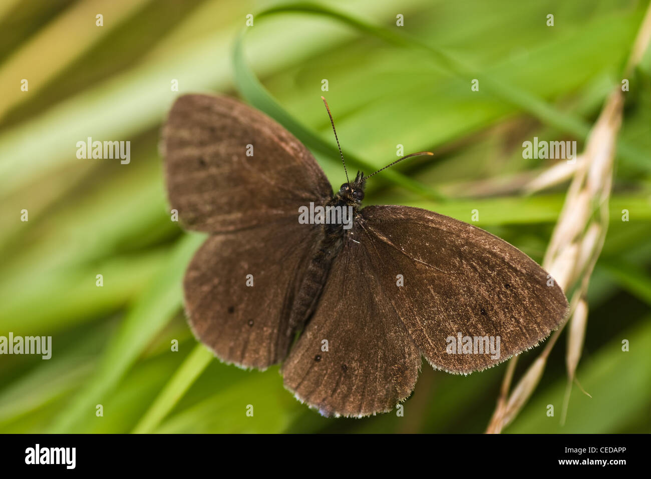 Dark brown Ringlet butterfly or Aphantopus hyperantus sitting on long grass near the road Stock Photo