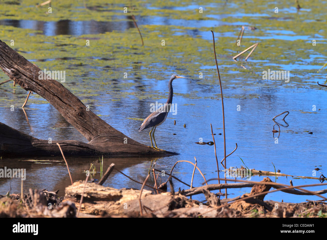 Louisiana swamp bird hi-res stock photography and images - Alamy