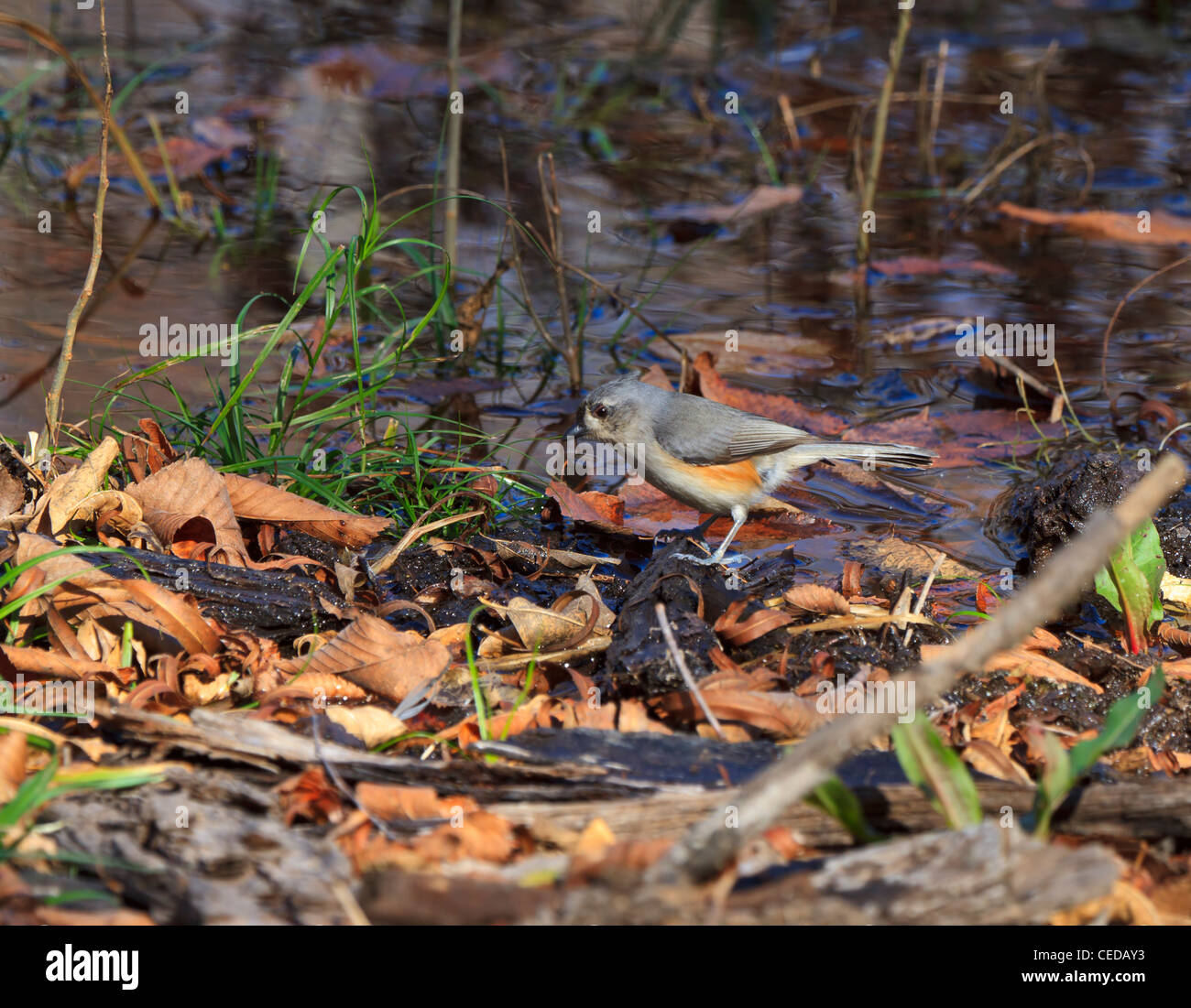 Tufted Titmouse, Baeolophus bicolor, foraging for food in the winter swamp at Brazos Bend State Park, Texas Stock Photo
