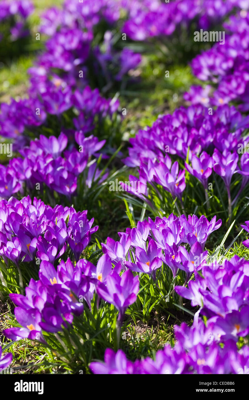Field of purple spring crocus or Crocus vernus blooming in the sun in march Stock Photo
