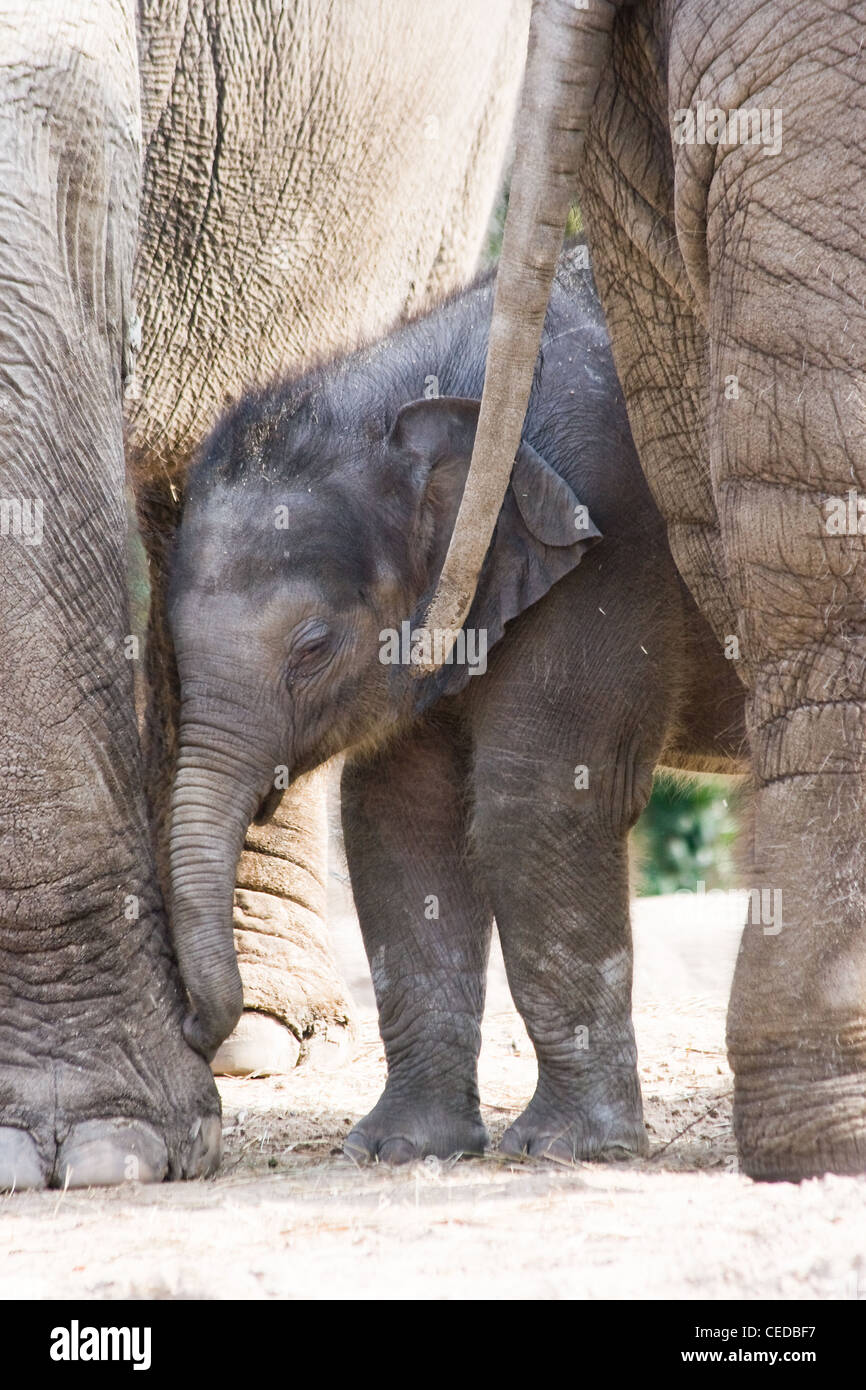 Asian elephants or Elephas maximus - mother and new born female baby elephant Stock Photo