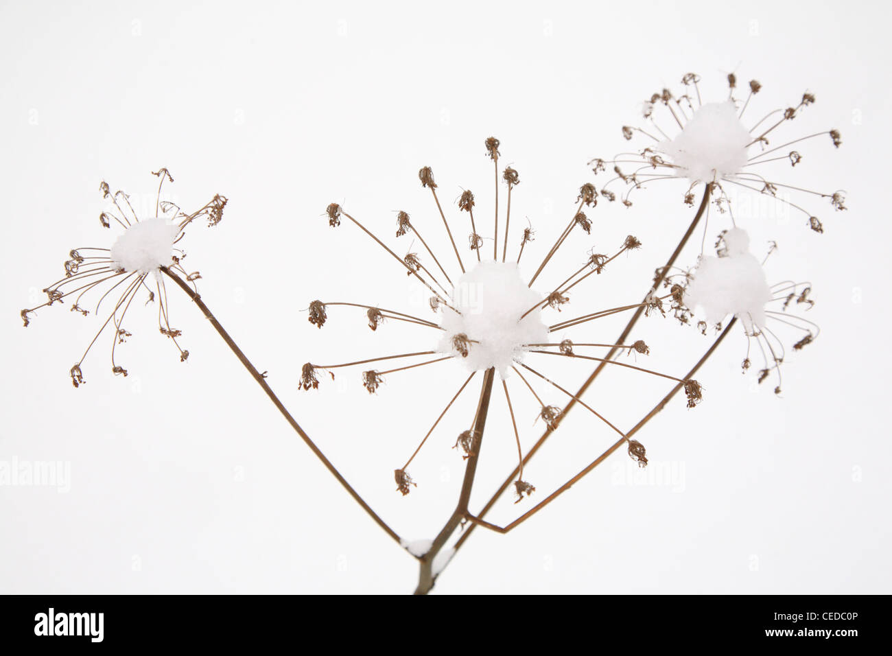 Dry snow-covered umbellate plant Stock Photo