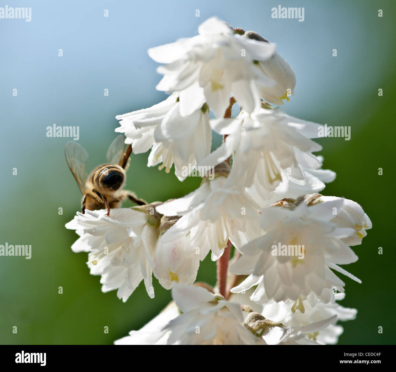 A bee pollinates flowers. Stock Photo
