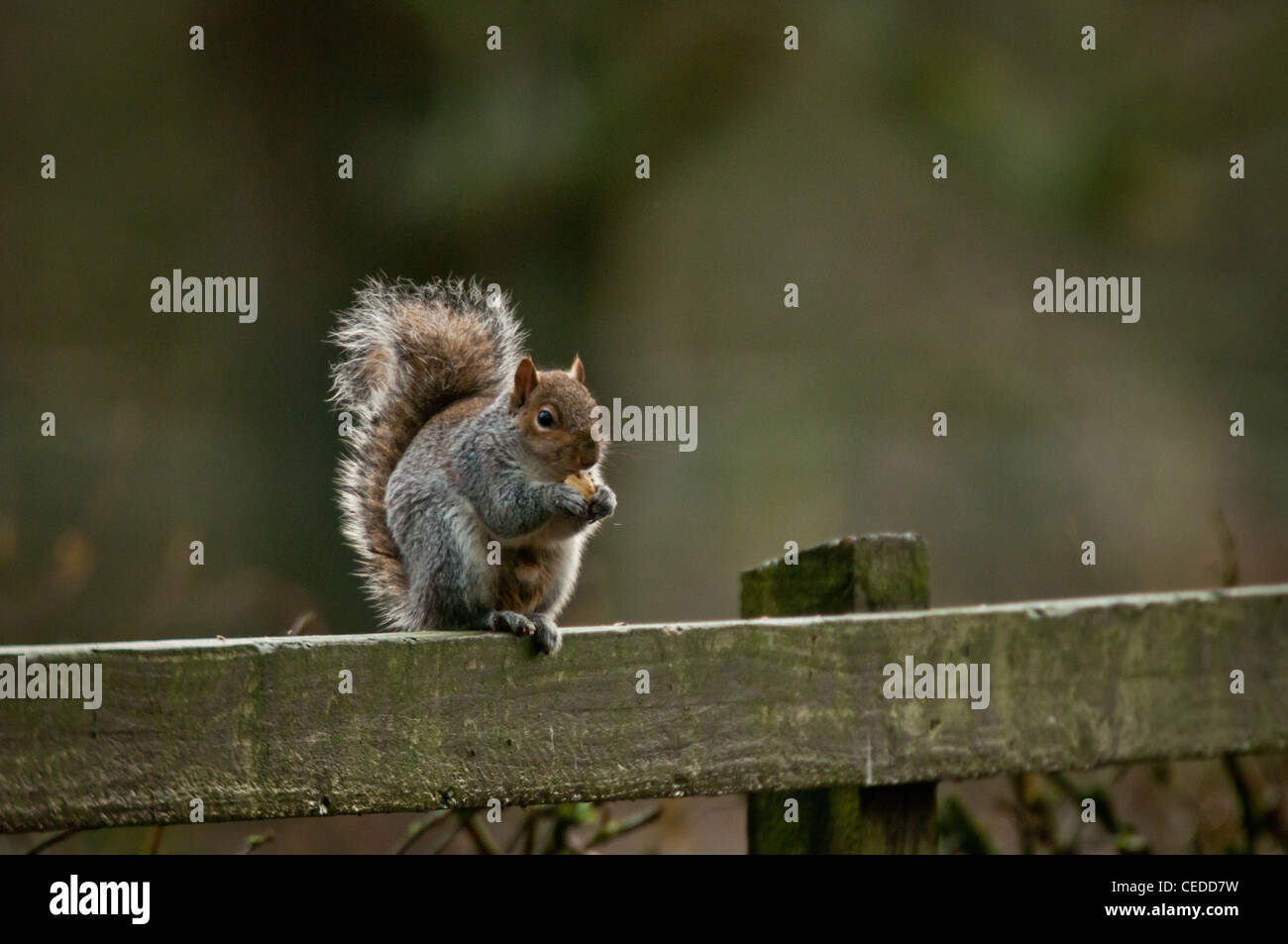Squirrel burying nuts hires stock photography and images Alamy