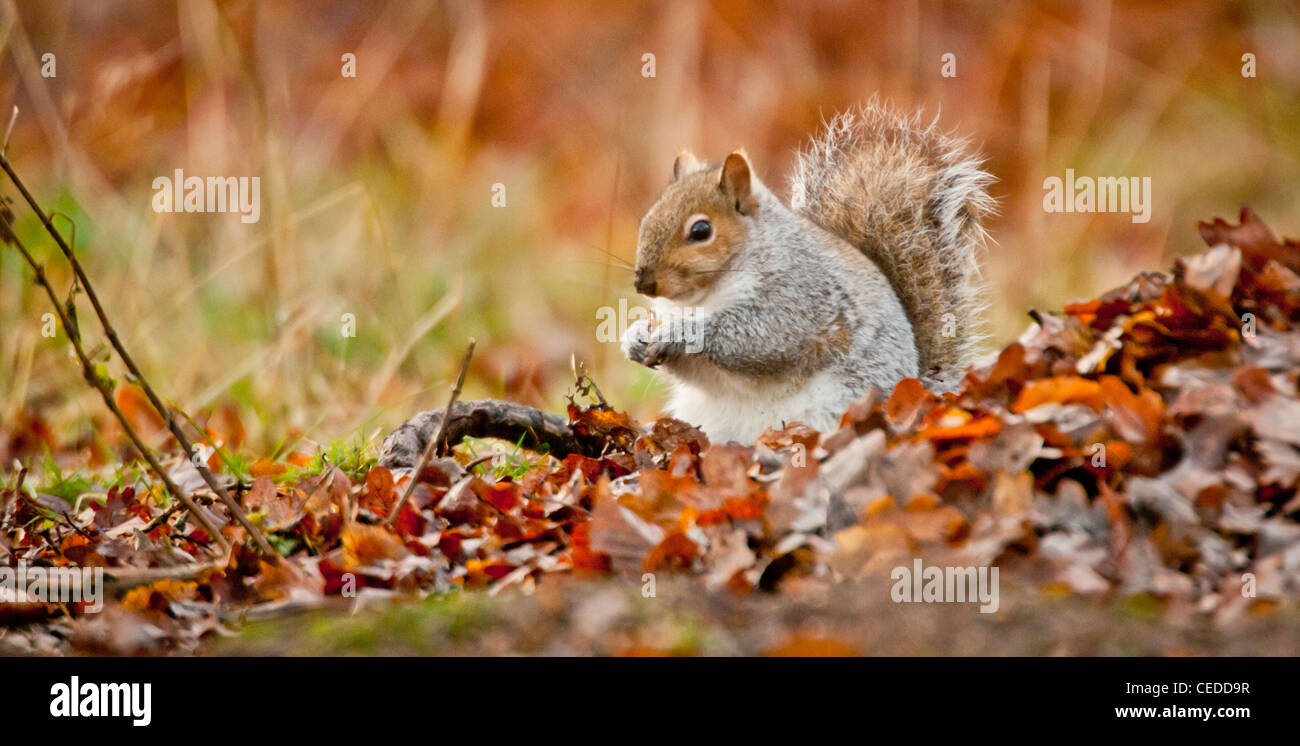 Squirrel burying nuts hires stock photography and images Alamy