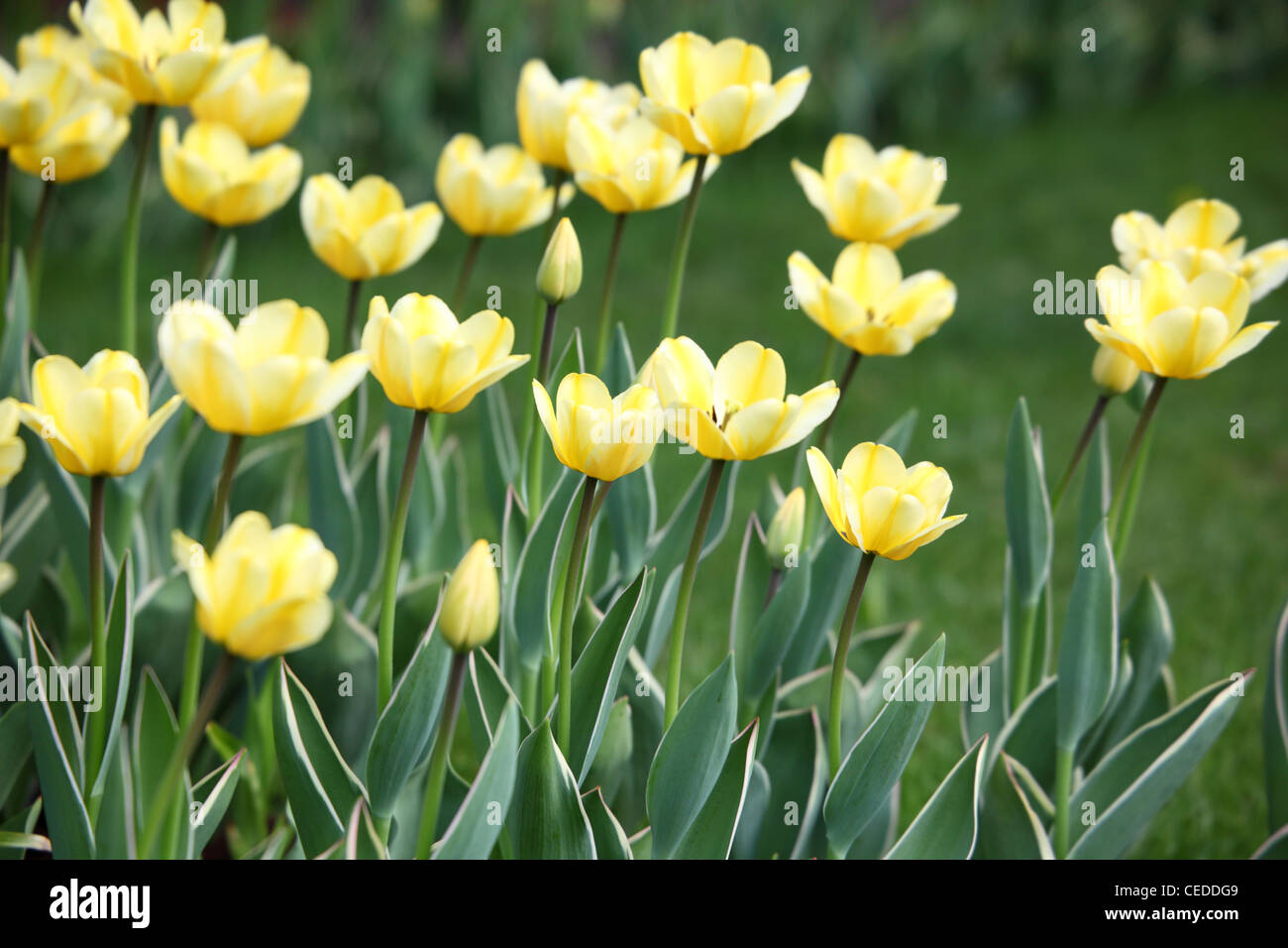 Bed with yellow tulips Stock Photo - Alamy