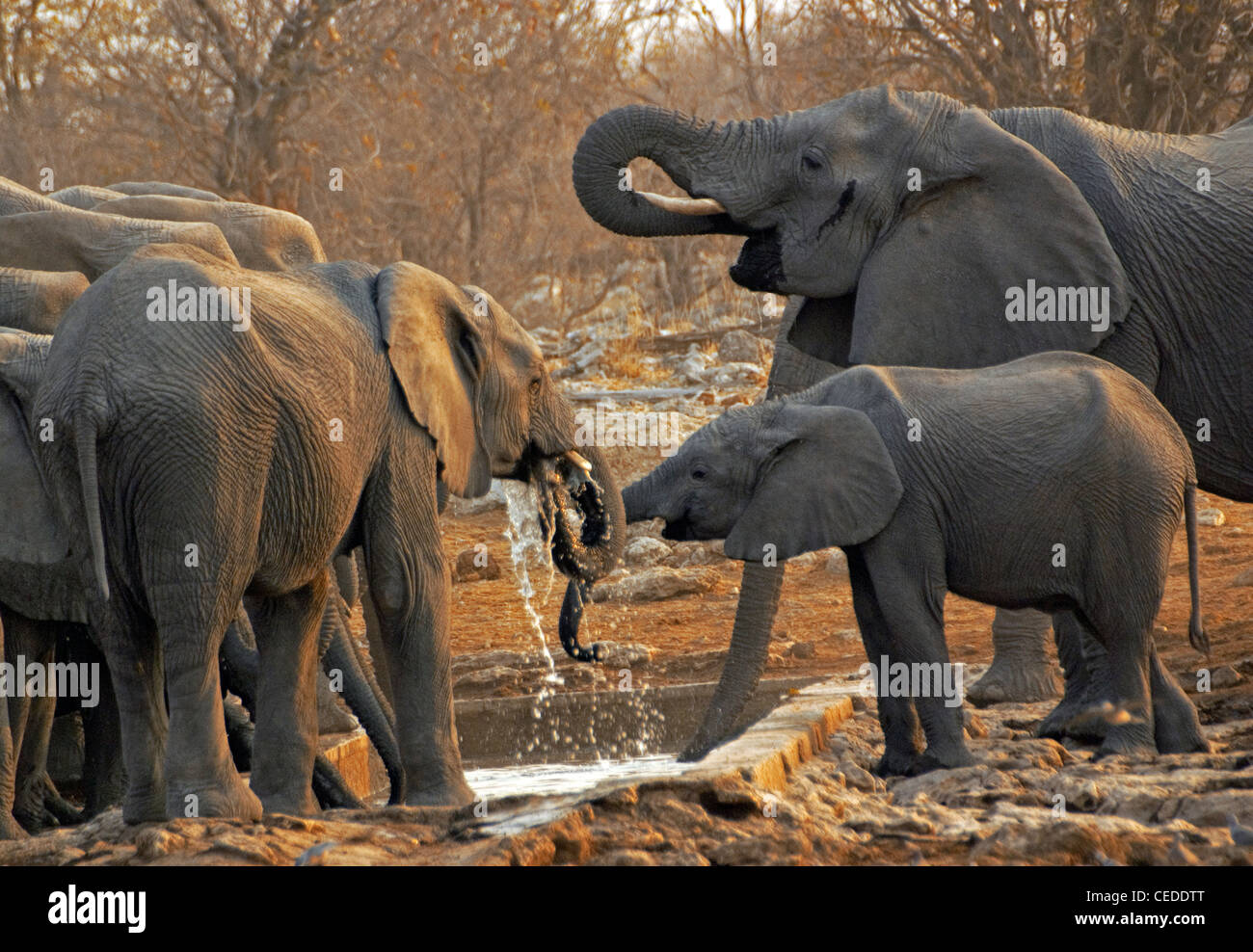 Elephants at watering hole in Etosha National Park in Namibia Stock Photo
