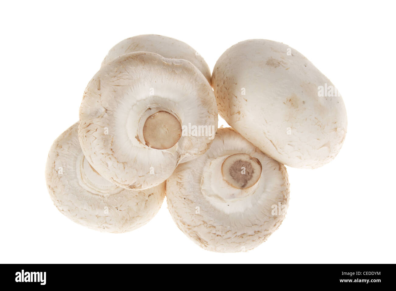 Button mushrooms photo on the white background Stock Photo