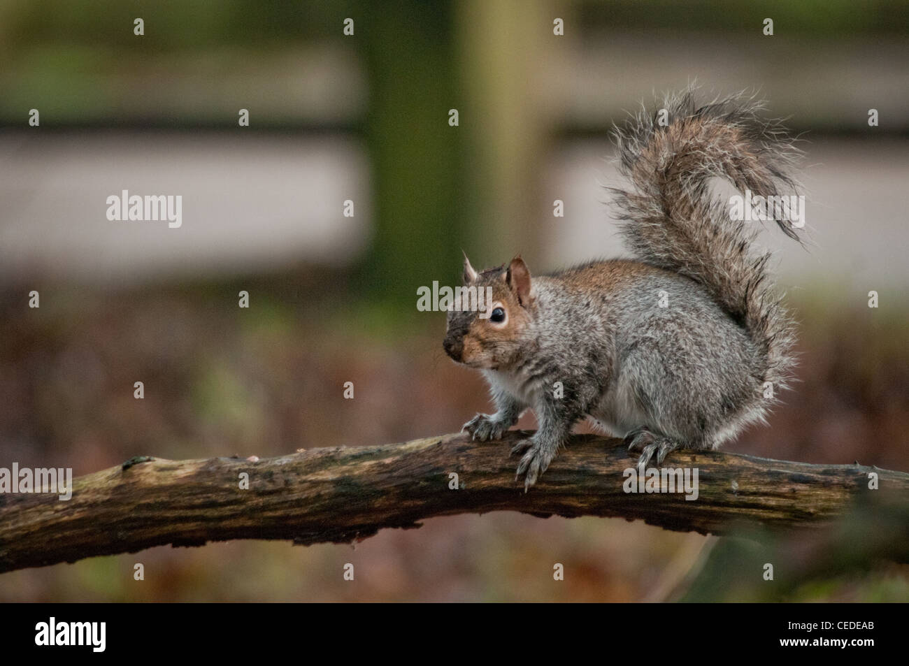 Squirrel burying nuts hires stock photography and images Alamy