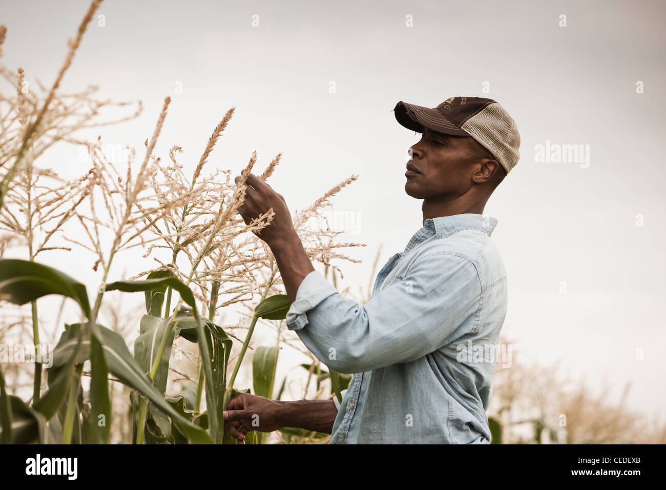 African American farmer tending crops Stock Photo