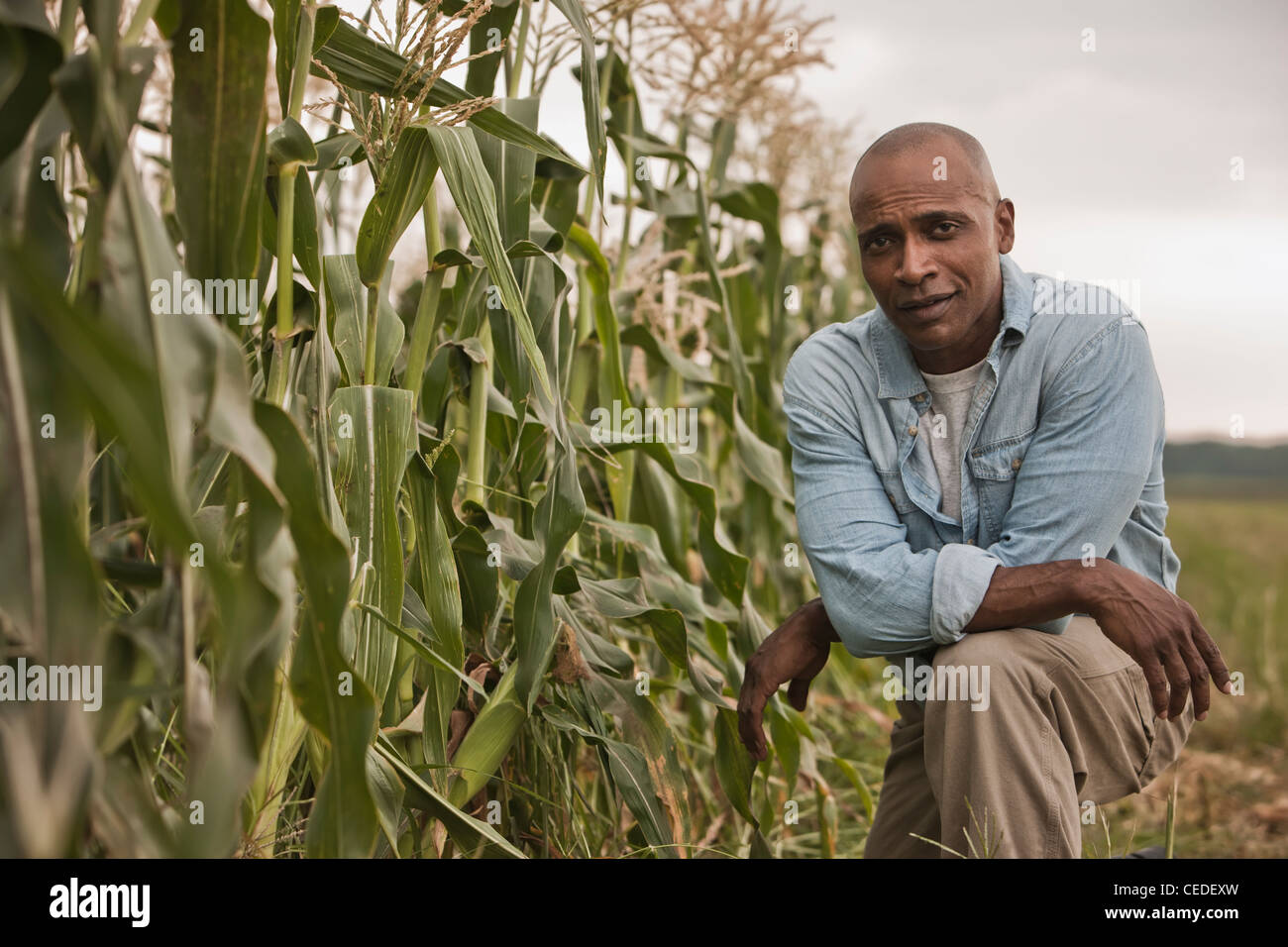 African American farmer tending crops Stock Photo Alamy