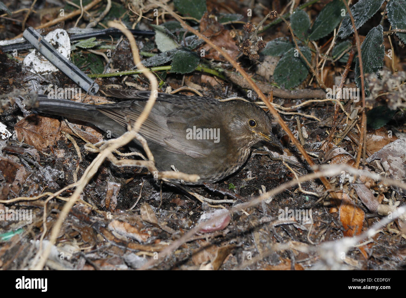 Song thrush rooting through leaf litter for food Turdus philomelos Stock Photo