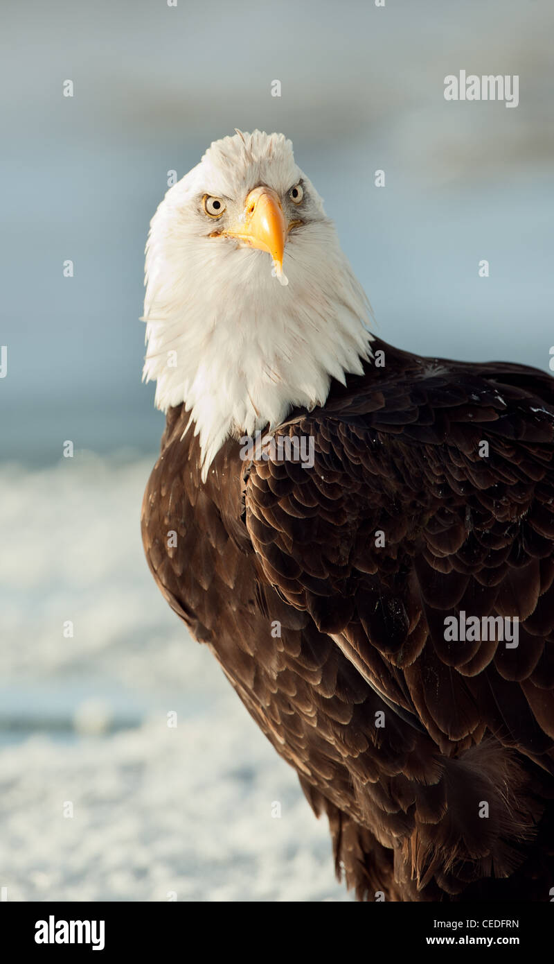 Close-up Portrait Bald Eagle (Haliaeetus leucocephalus washingtoniensis), Stock Photo