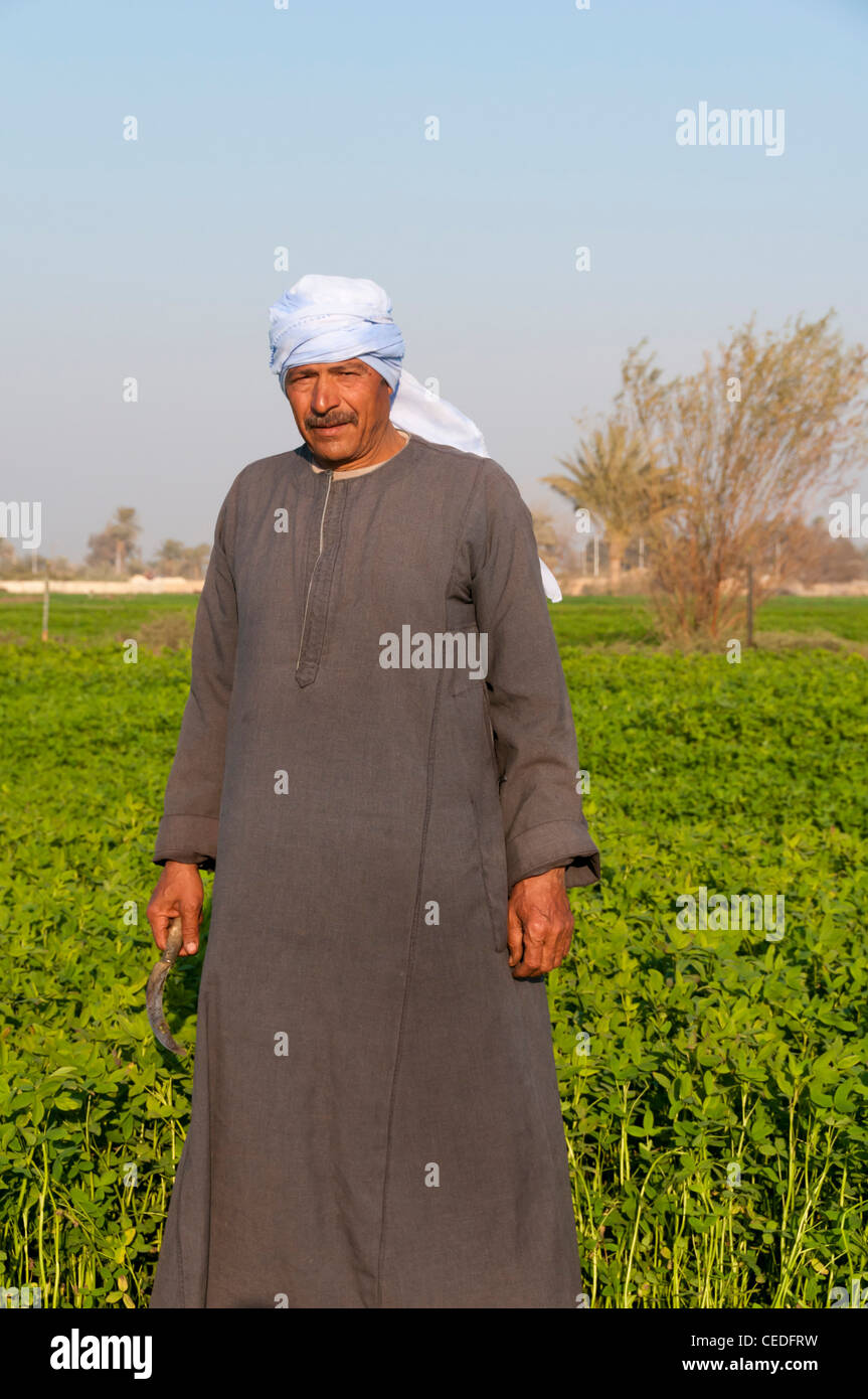 Egyptian peasant working in the fields, Minya region , Egypt Stock