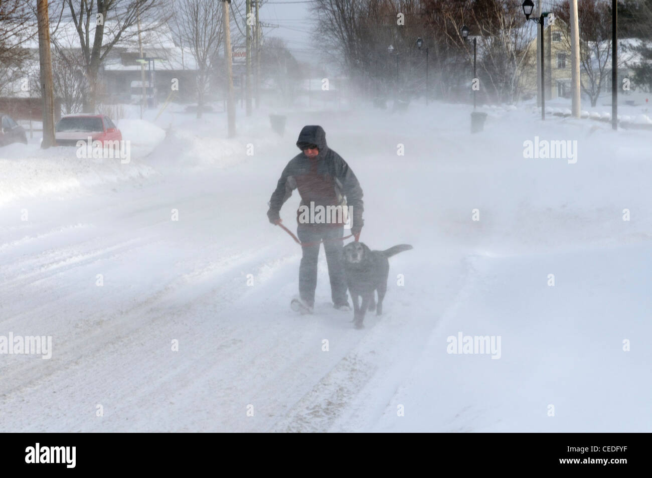 A man walking a dog in heavy blowing snow Stock Photo