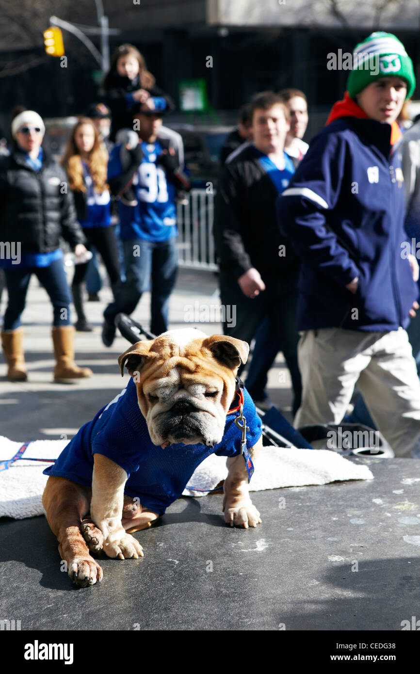 dog at ticker tape parade, New York Stock Photo