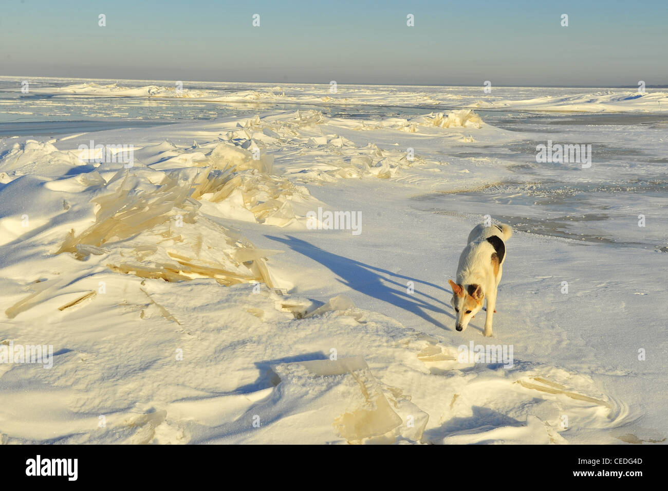 Dog in the winter. The dog goes on snowdrifts and sniffs up traces. Stock Photo