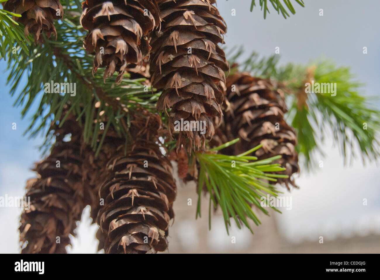 cone pine tree Stock Photo
