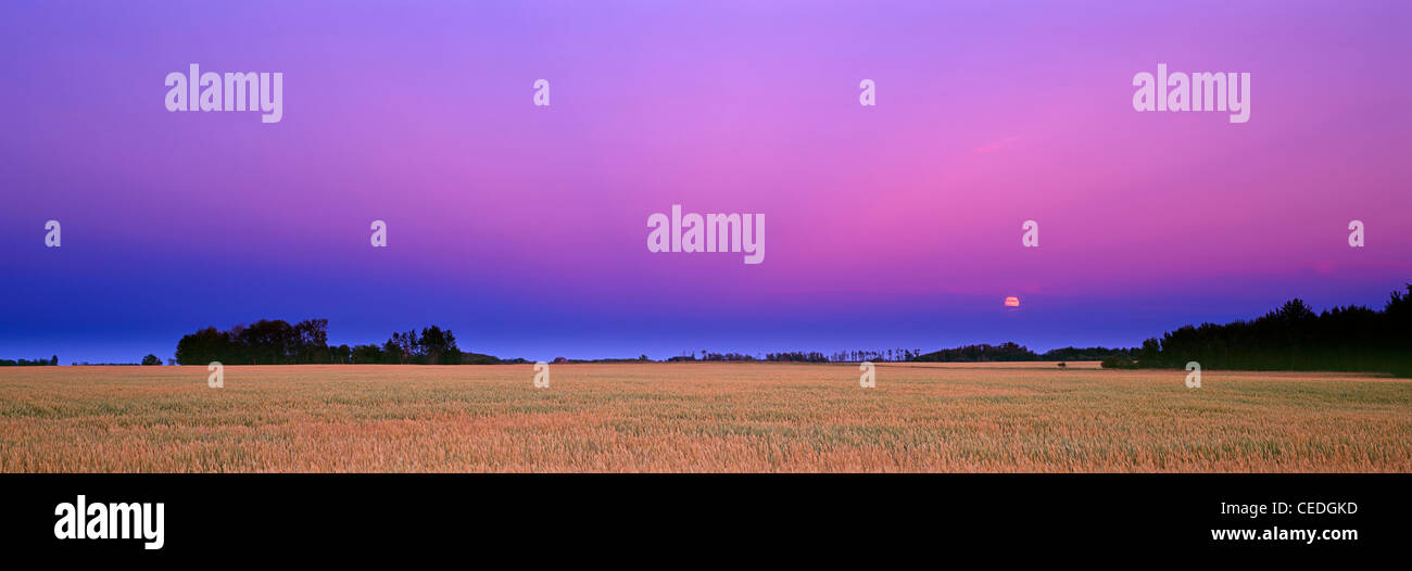 Colorful moon rise over a wheat field in the prairie of Saskatchewan, Canada Stock Photo