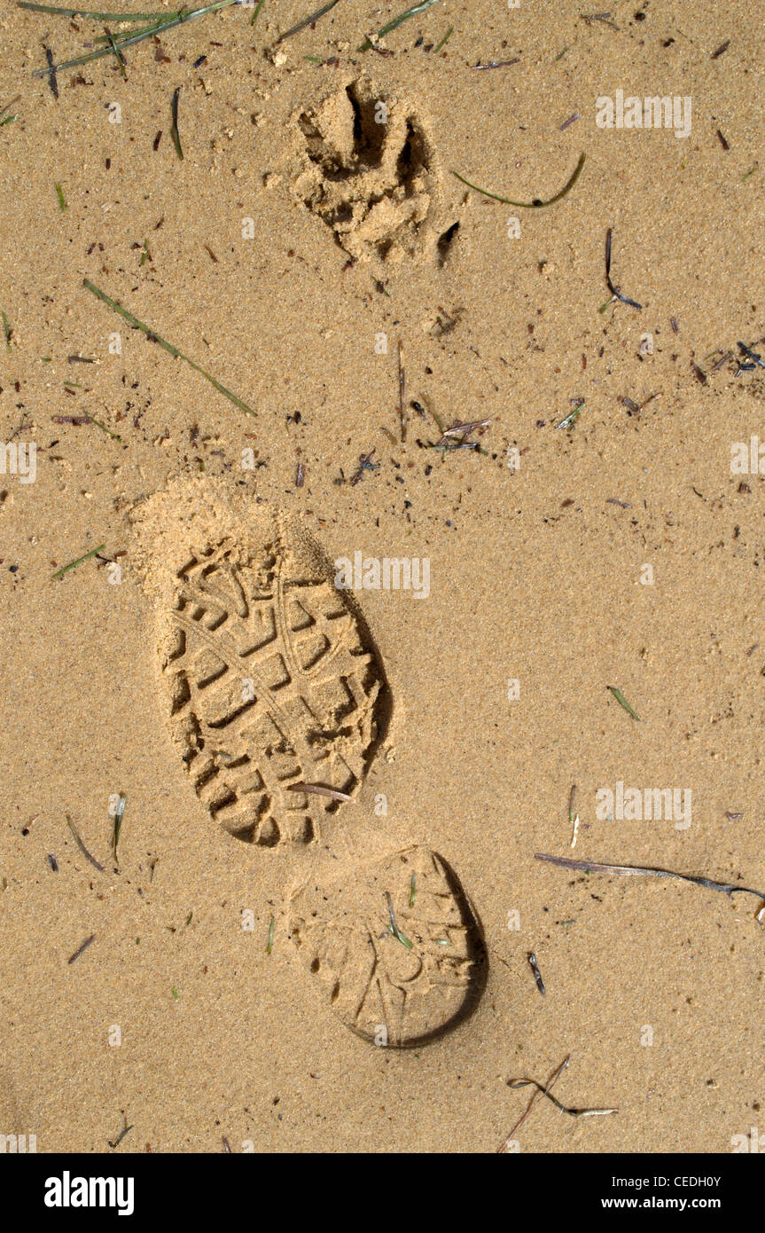 Shoe print and paw print on beach Stock Photo