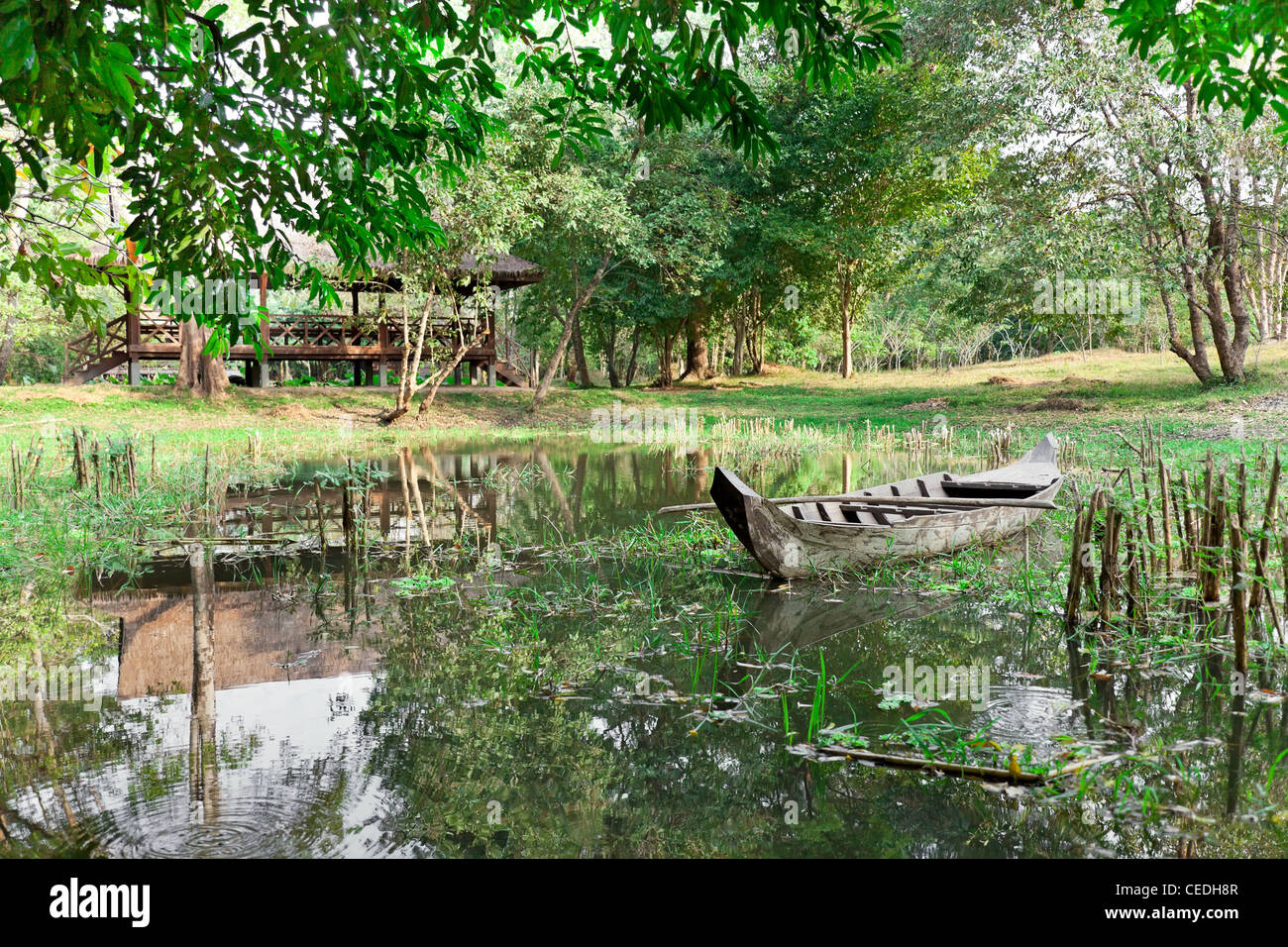 Asian forest hi-res stock photography and images - Alamy