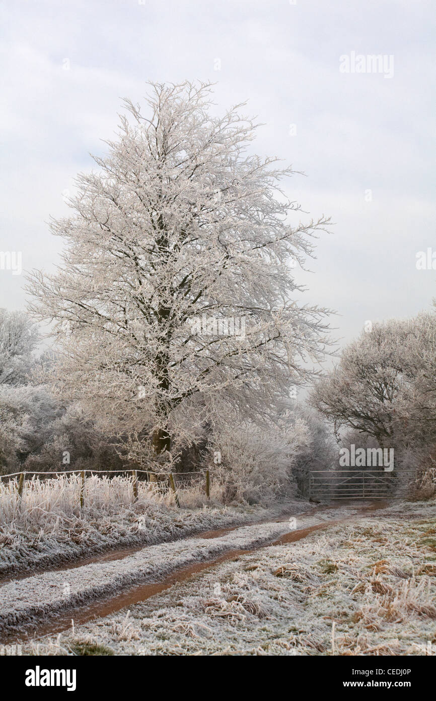Cold frosty morning in January with hoar frost hoarfrost on the trees and grasses at Dorset, UK in January - frost on a tree, frosted tree Stock Photo