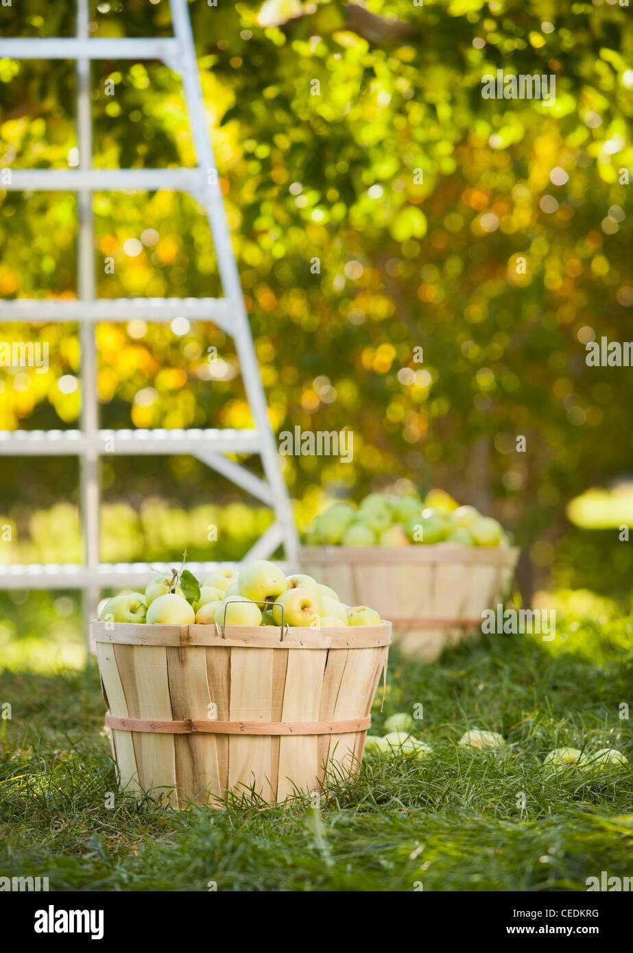 Baskets of apples in orchard Stock Photo Alamy