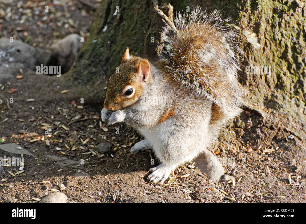 A Grey Squirrel feeding on the ground Stock Photo Alamy