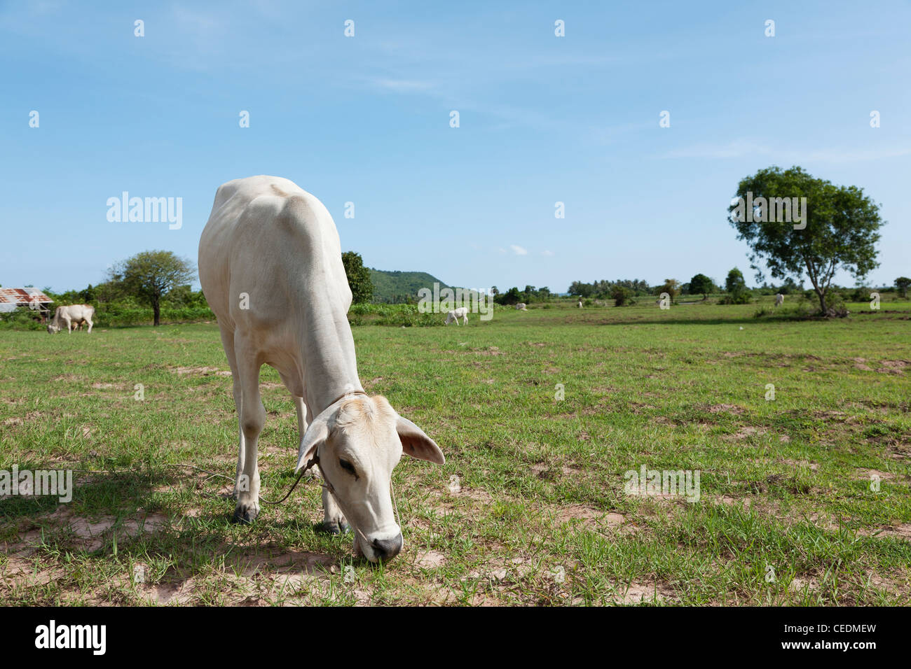 Cow grazing hi-res stock photography and images - Alamy