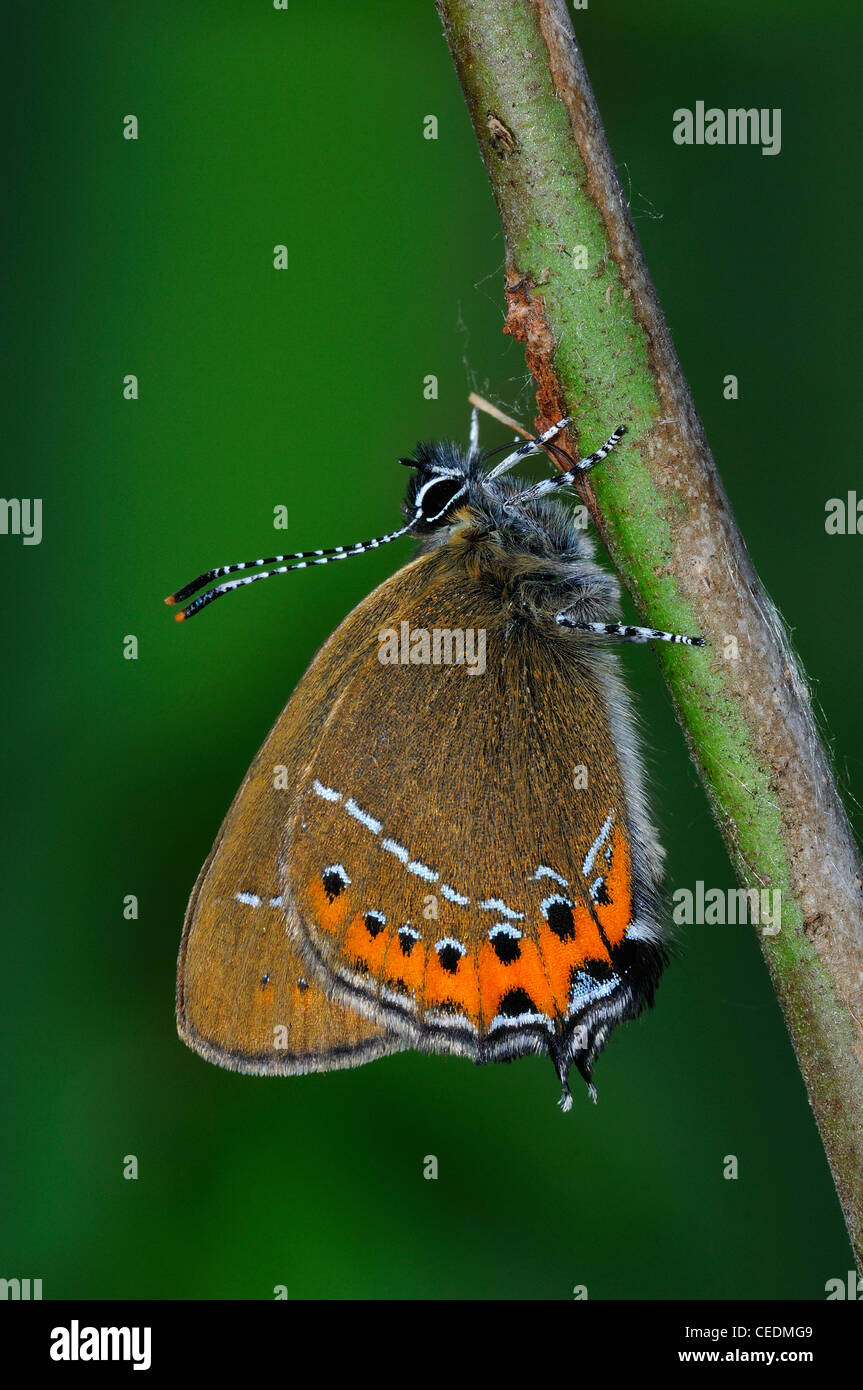 Black Hairstreak Butterfly (Satyrium pruni) adult at rest on twig, UK Stock Photo