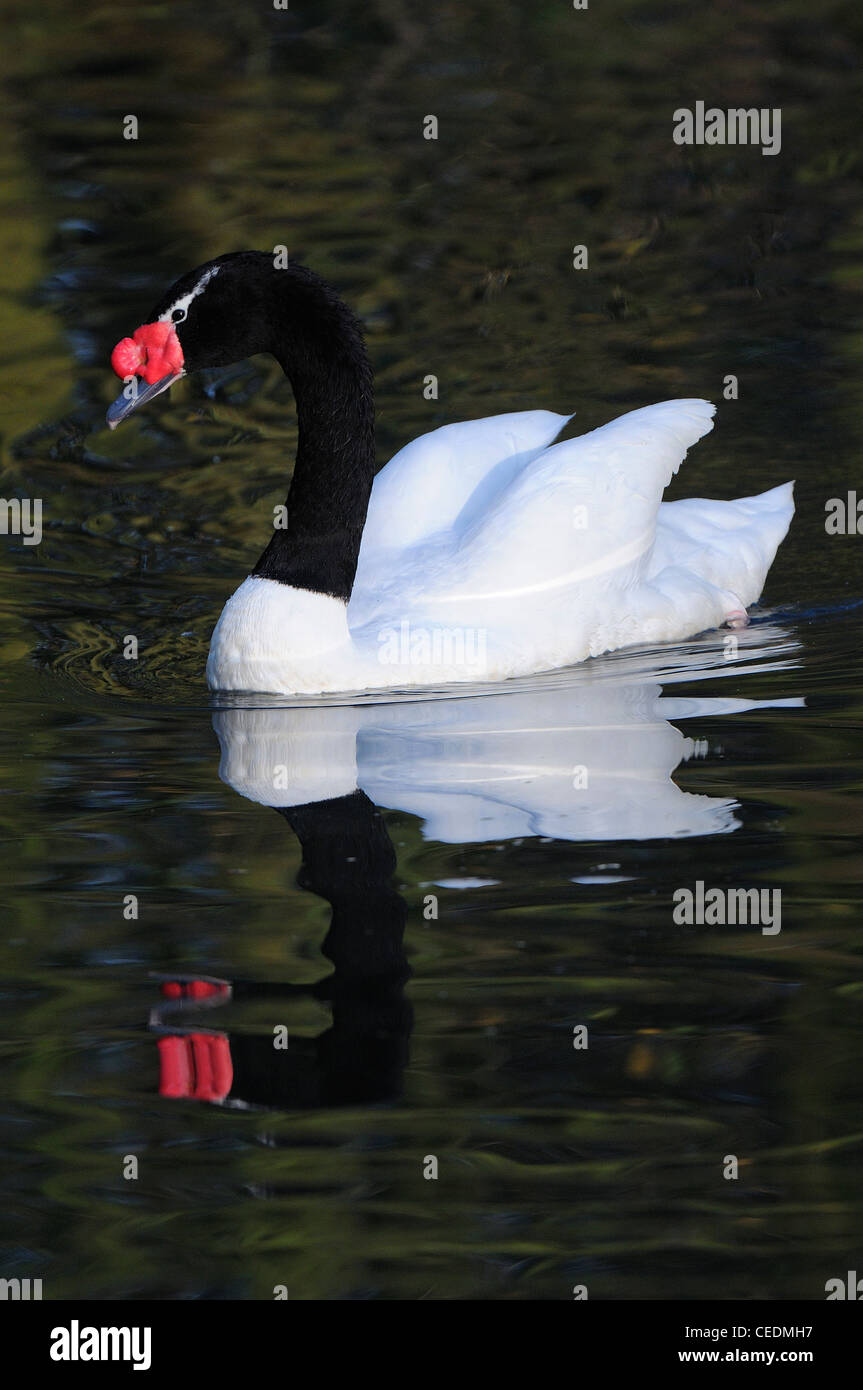 Black-necked Swan (Cygnus melanocoryphus) swimming with relfection, captive, UK Stock Photo