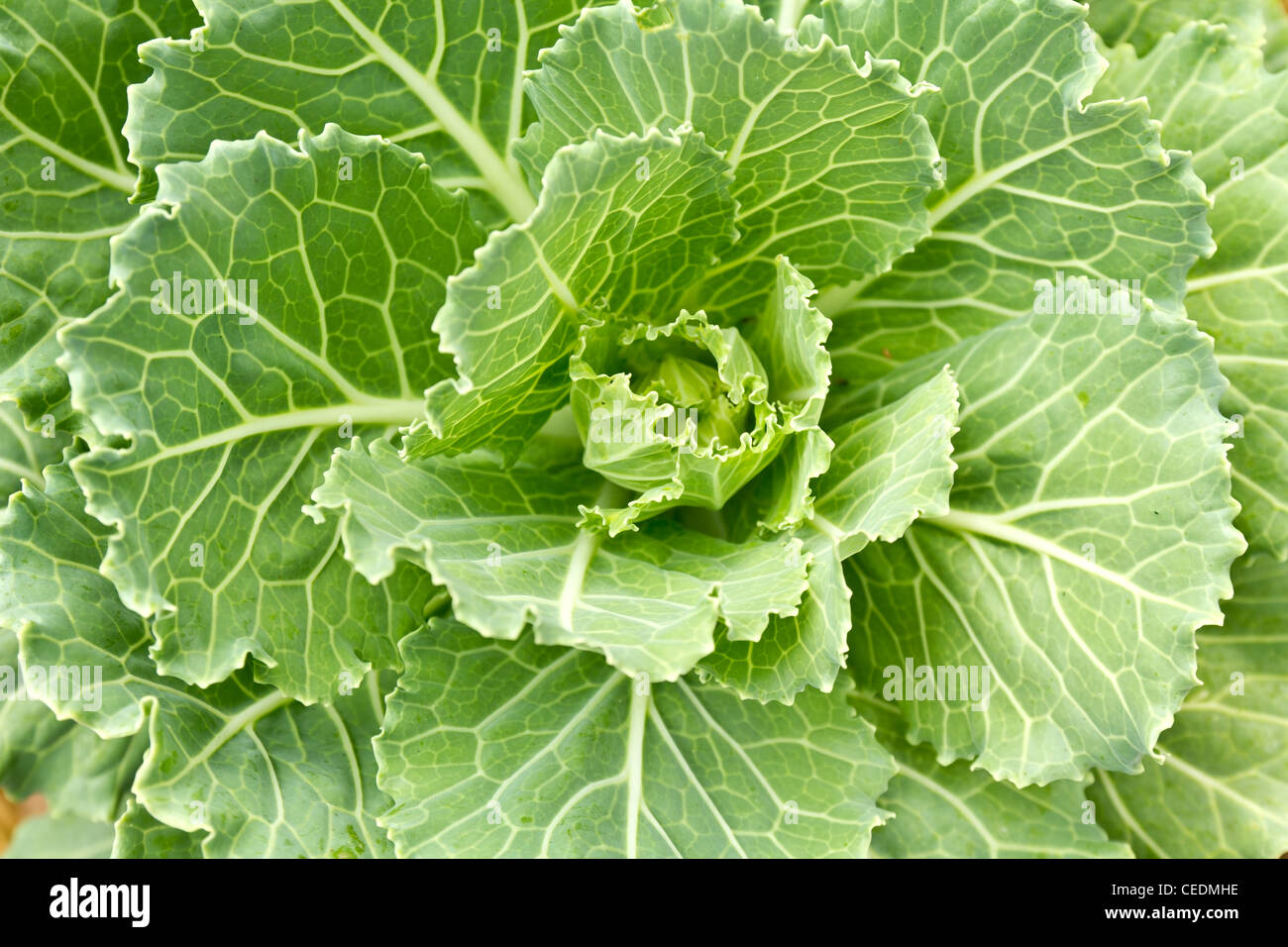 Closeup Cabbage Seedlings Grown In A Field Stock Photo Alamy Closeup Cabbage Seedlings Grown In A Field Stock Photo Alamy