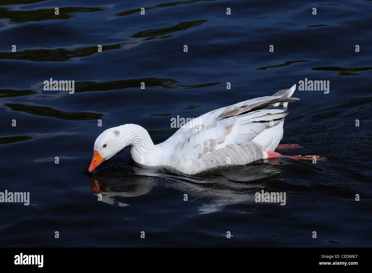 White Farmyard Goose (Anser species) swimming wild on the river Thames, Oxfordshire, UK Stock Photo