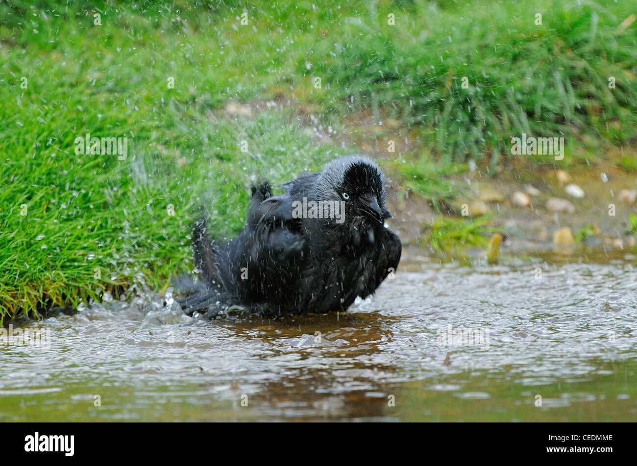 Jackdaw (Corvus monedula) bathing, Oxfordshire, UK Stock Photo