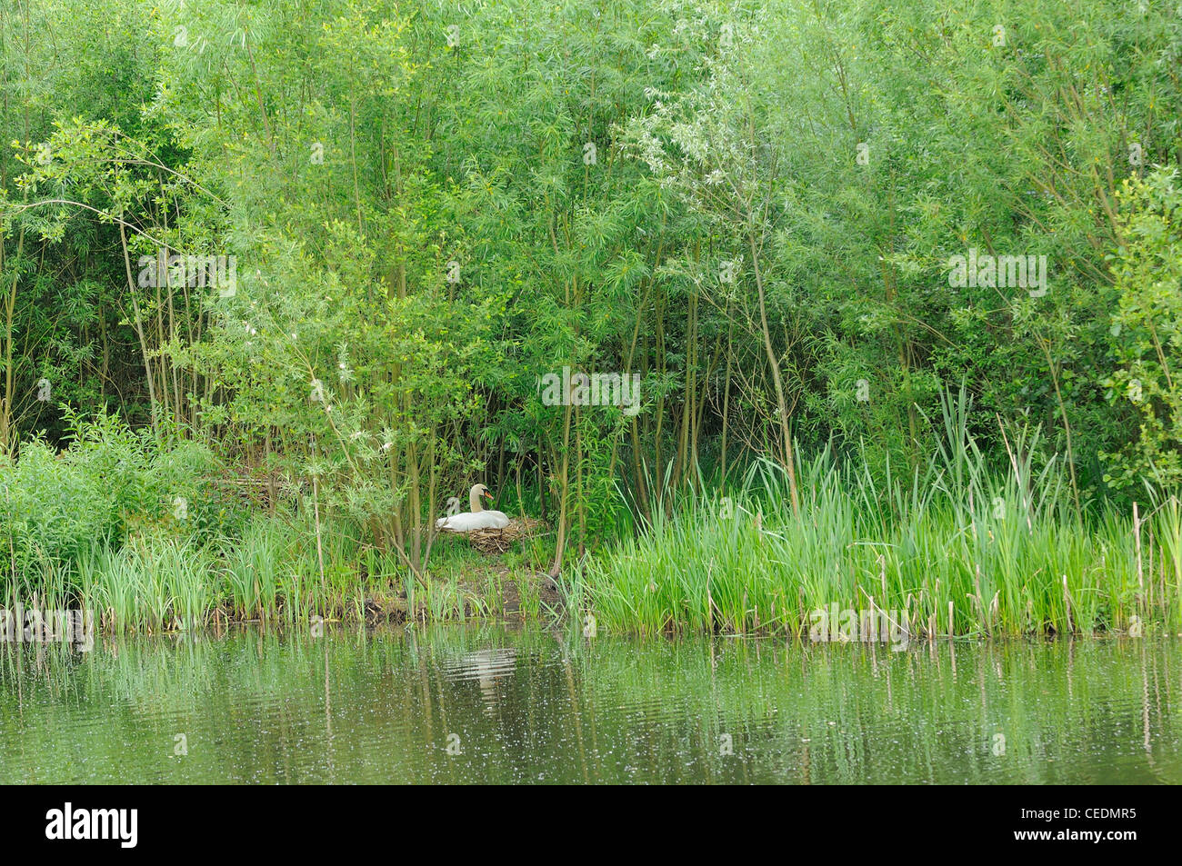 Mute Swan (Cygnus olor) sitting on nest at edge of woodland, Kent, UK Stock Photo