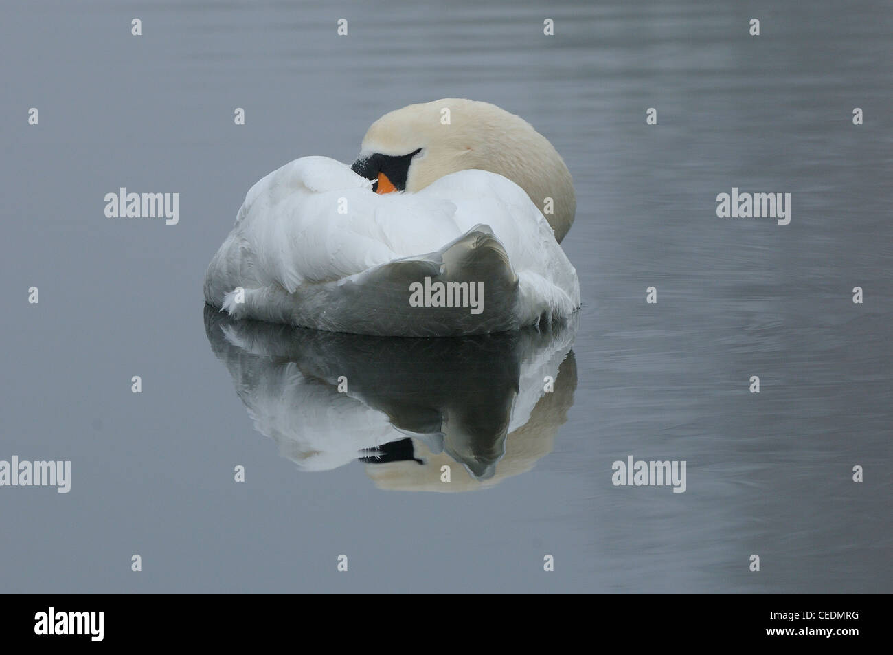 Mute Swan (Cygnus olor) asleep on the water, Oxfordshire, UK Stock Photo