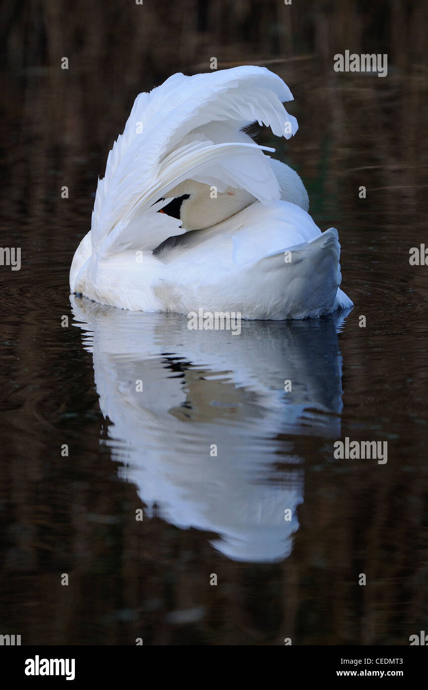 Mute Swan (Cygnus olor) adult preening on water, Oxfordshire, UK Stock Photo