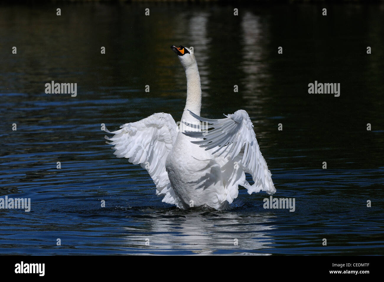 Mute Swan (Cygnus olor) stretching its wings, Berkshire, UK Stock Photo