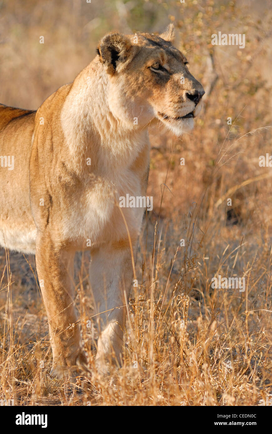 A large lioness standing and watching over her territory before settling down after a long night of hunting. Stock Photo