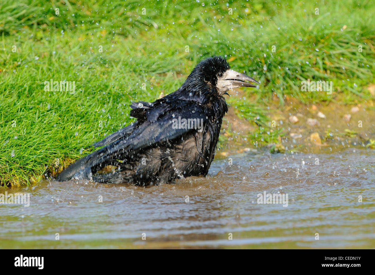 Rook (Corvus frugilegus) bathing, Oxfordshire, UK Stock Photo