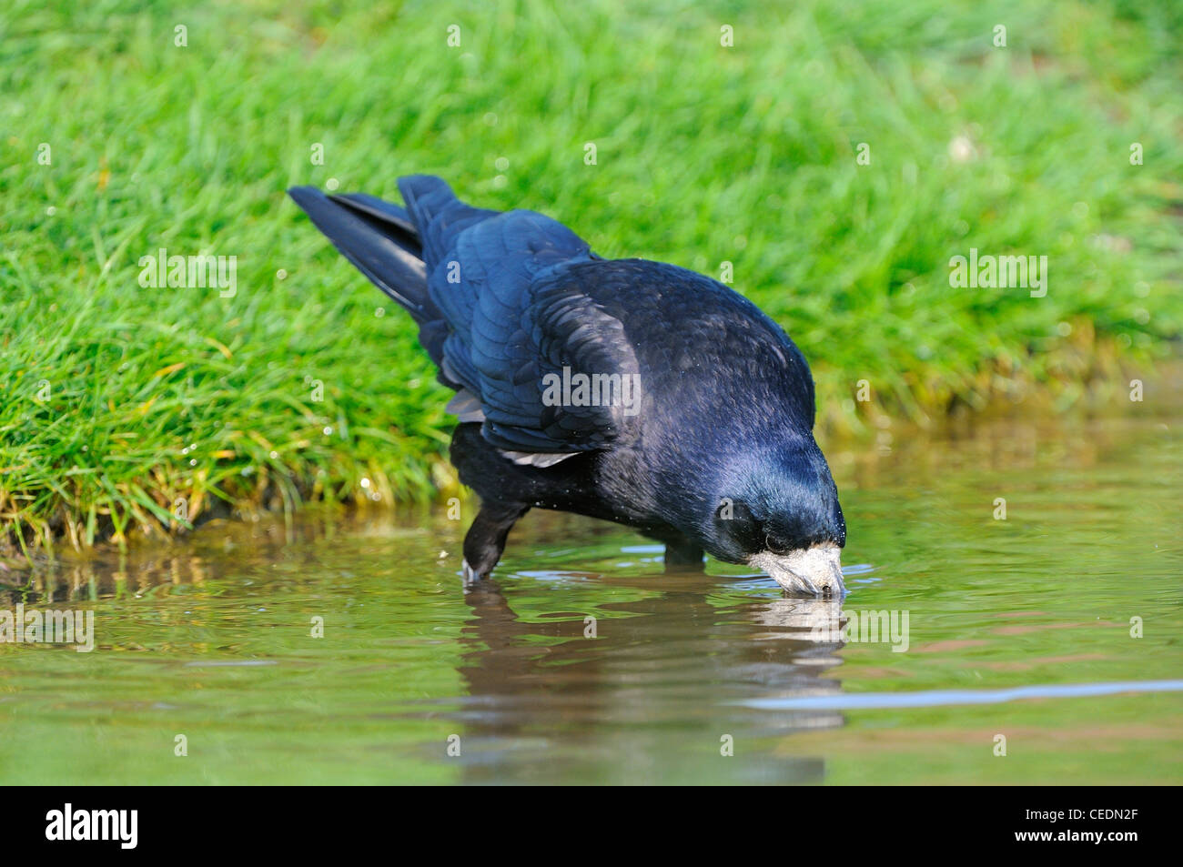 Crow drinking water hi-res stock photography and images - Alamy